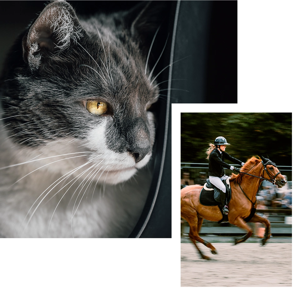 Photographe pour animaux de compagnie à Brive-la-Gaillarde