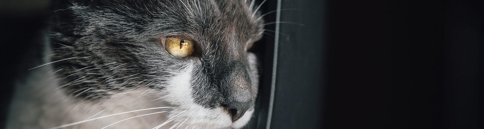 Photographe Chien et Chat | Séance Famille & Animaux