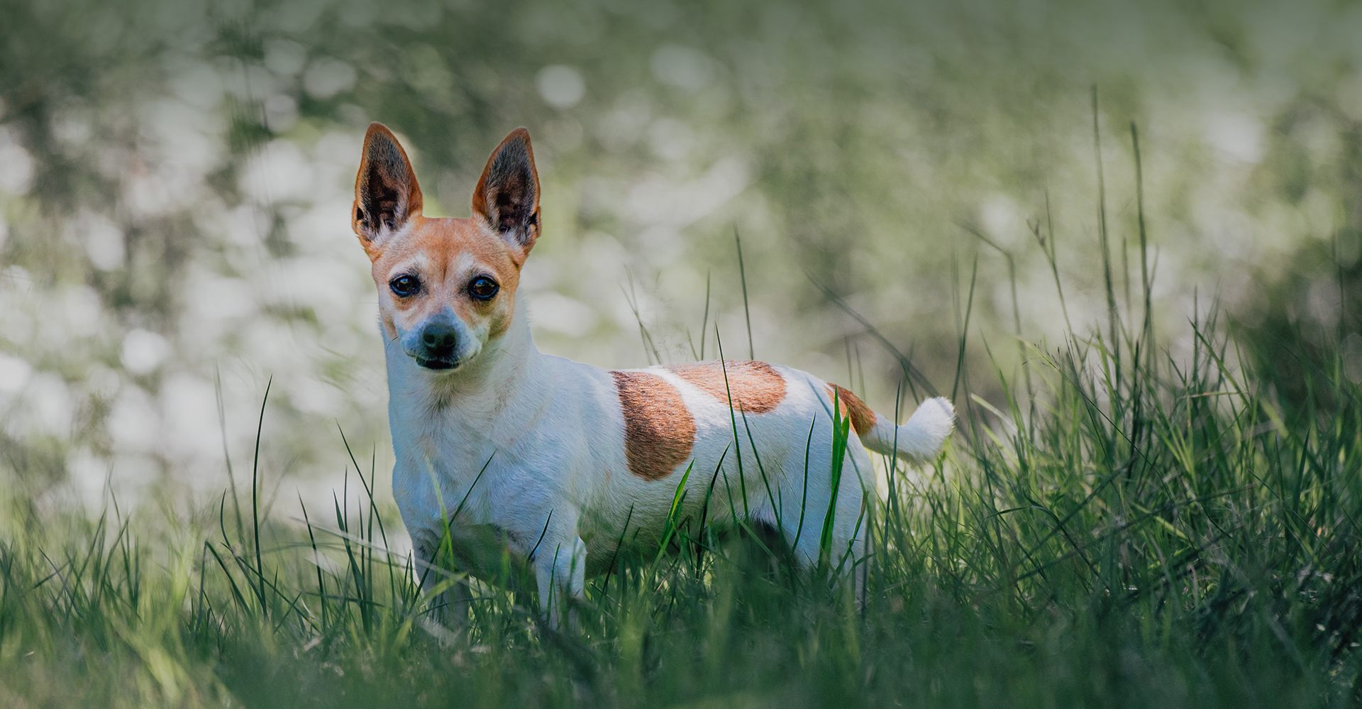 Photographe pour animaux de compagnie à Brive-la-Gaillarde
