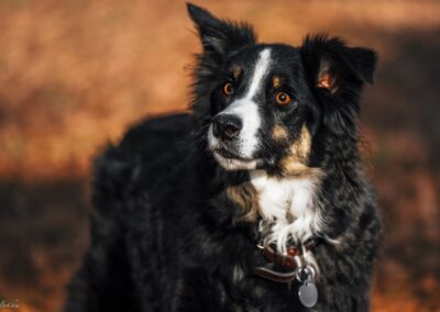 Photographe pour animaux de compagnie à Brive-la-Gaillarde