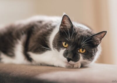 Photographe pour animaux de compagnie à Brive-la-Gaillarde
