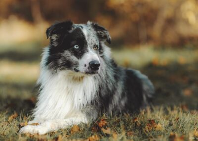 Photographe pour animaux de compagnie à Brive-la-Gaillarde